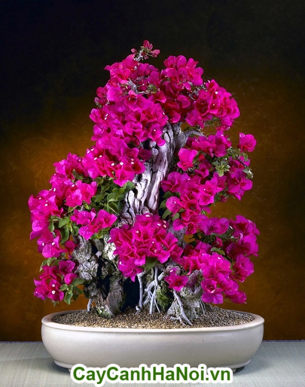 Hoa giấy làm cây bonsai